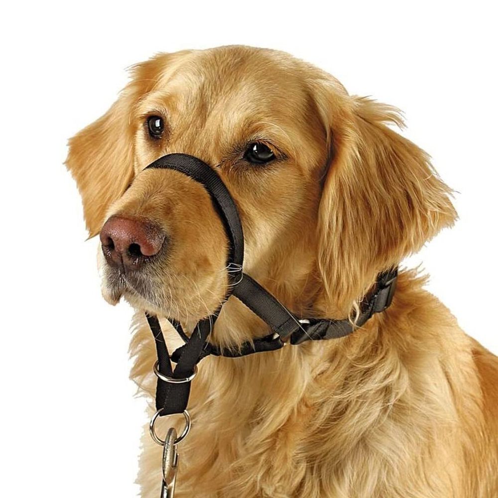 Nylon Training Leash Non Pull  - đánh giá và giá No Pull Dog Harness